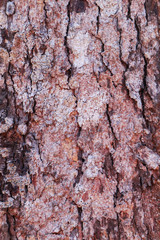 Cose up colorful of the bark for background