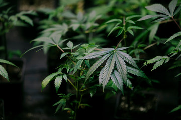High angle view of cannabis marijuana leafs
