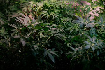 High angle view of cannabis marijuana leafs