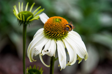 bee on a  white flower