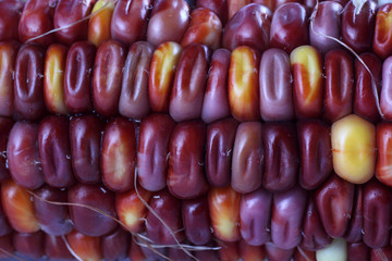 Multicolor corn