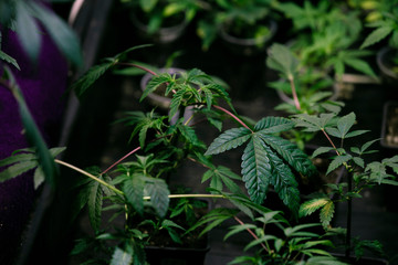 High angle view of cannabis marijuana leafs