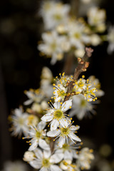Blooming white flowers of blackthorn at the end of winter