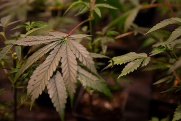 High angle view of cannabis marijuana leafs