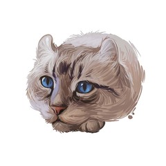 Highlander kitten lying on paw on white background. Digital art illustration of hand drawn kitty for web. Head of kitten with deep blue eyes looking. Portrait view of animal with mustache watercolor © dneprstock
