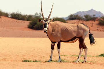 Wild african animal. Lonely Oryx walks through the Namib desert