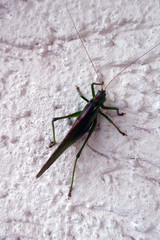 Großes Heupferd (Tettigonia viridissima)