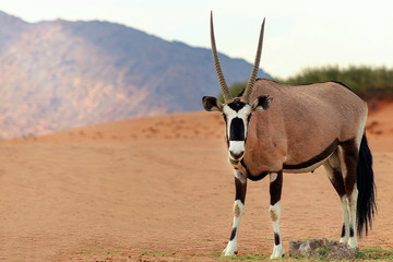 Wild african animal. Lonely Oryx walks through the Namib desert