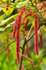 Ekor kucing (Acalypha hispida) Chenille Plant, in the Philippines called Medusa,  also named Red-hot Cat Tail dan Fox's Tail.