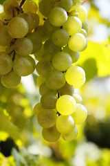 Vino blanco