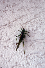 Großes Heupferd (Tettigonia viridissima)