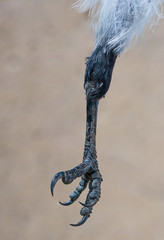 Paw of a gray crow closeup. Macro photo. Claws, skin of the iperium of a raven. Image for scientific work. Bird flu.