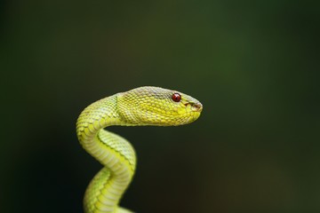 mangrove pit viper  is a venomous pit viper species native to India, Bangladesh and Southeast Asia. 