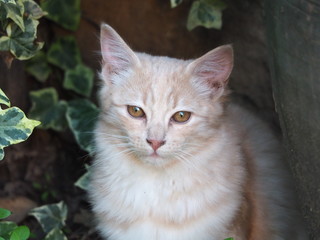 gato de color marron claromirando al fotografo, lerida, españa, europa