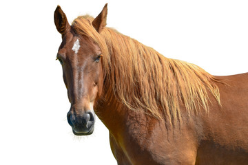 Horse head isolated on white
