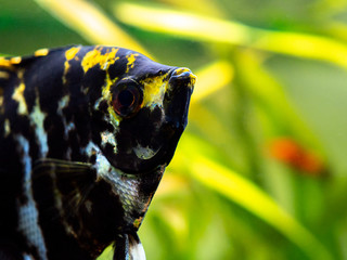 macro close up of a black and white angel fish in a fish tank with blurred background (Pterophyllum scalare)