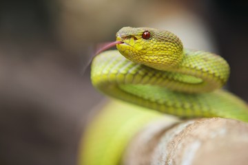 mangrove pit viper  is a venomous pit viper species native to India, Bangladesh and Southeast Asia. 
