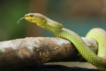 mangrove pit viper  is a venomous pit viper species native to India, Bangladesh and Southeast Asia. 