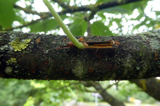 Okulieren am Kirschbaum