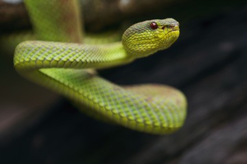mangrove pit viper  is a venomous pit viper species native to India, Bangladesh and Southeast Asia. 