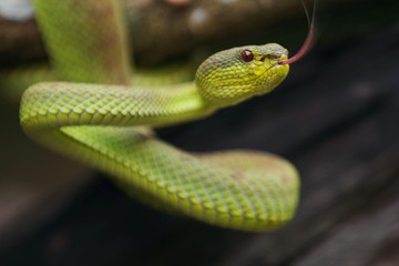 mangrove pit viper  is a venomous pit viper species native to India, Bangladesh and Southeast Asia. 