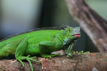 Obraz premium The green iguana (Iguana iguana), also known as the American iguana, is a large, arboreal, mostly herbivorous species of lizard of the genus Iguana.