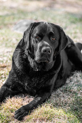 Black Lab
