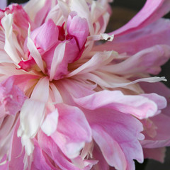 Fototapeta na wymiar Peony flower close up pink color, blurred background. Postcard, screensaver, wallpaper or background.