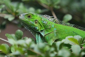 The green iguana (Iguana iguana), also known as the American iguana, is a large, arboreal, mostly herbivorous species of lizard of the genus Iguana.