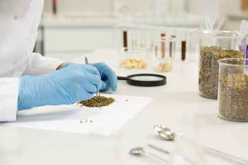 Close up of hands choosing hemp seeds with tweezers in laboratory.