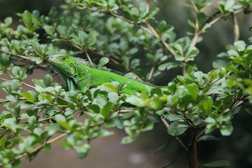 Fototapeta na wymiar The green iguana (Iguana iguana), also known as the American iguana, is a large, arboreal, mostly herbivorous species of lizard of the genus Iguana.