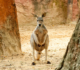 Australian Kangaroo among the stones