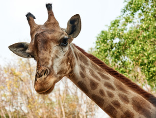A giraffe looking and listening. Giraffe's head on a long neck.