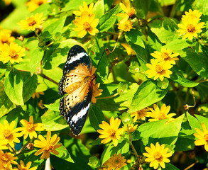 A brown butterfly on a yellow flowers