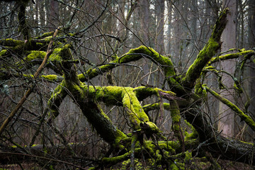 Landscape with fallen trees covered with moss in the forest.
