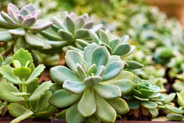 Bunch of a succulent plants. Echeveria elegans. Top view.Green nature background.