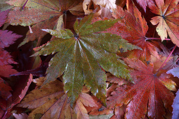 Autumn leaves background