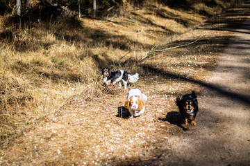 spring forest with cavaliers dogs and sun