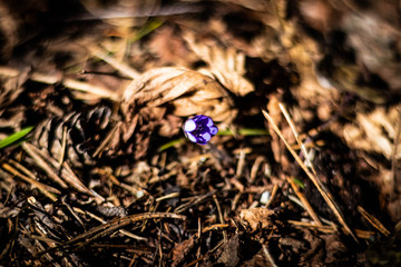 wild hepatica flowers inthe spring sunny forest 