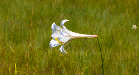 Weiße Lilie auf der Wiese, Textfreiraum © familie-eisenlohr.de