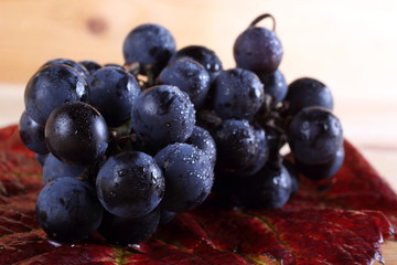 Black wine grape on autumn leaf