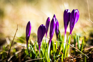 spring lilla crocuses flowers with bright sun on it 
