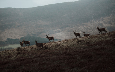 Scottish Wildlife