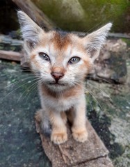 A grey color cute kitten looking straight into the camera. Indian pet cat image