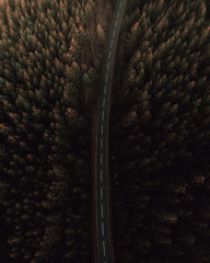 Forest Roads