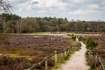 Fototapeta na wymiar Heather landscape in early spring in the province of Drenthe in the Holtingerveld, a beautiful nature reserve near Havelte