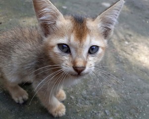 A grey color cute kitten looking straight into the camera. Indian pet cat image