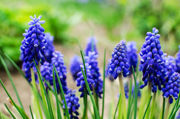 Little spring blue Muscari flowers bloom outdoors