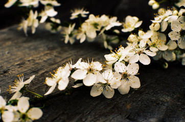 Fototapeta na wymiar Lovely delicate cherry blossom in warm spring weather for background