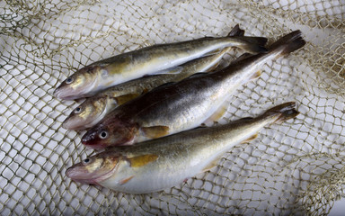 Saffron cod on net